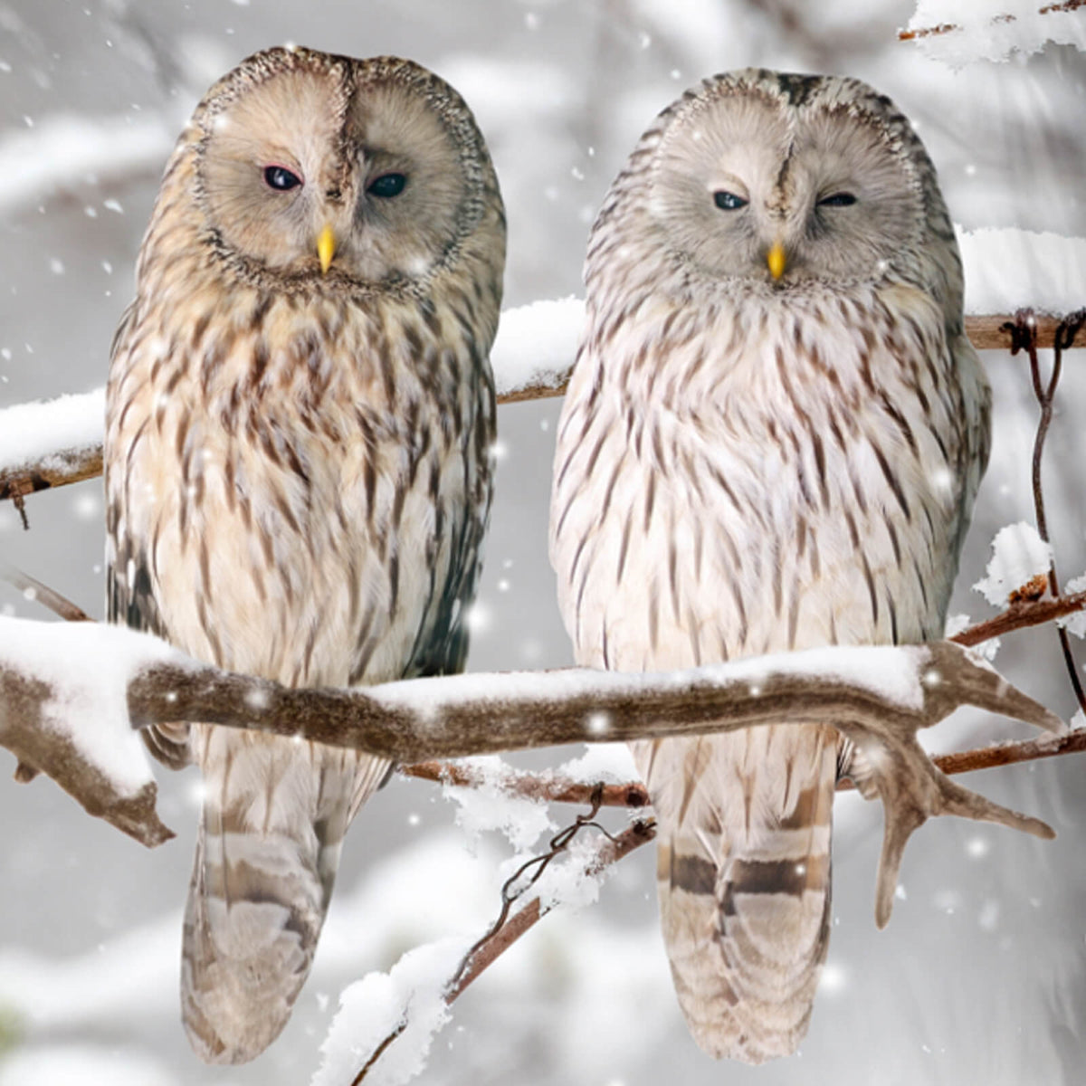 bettwaesche bettgarnitur eule schnee vogel