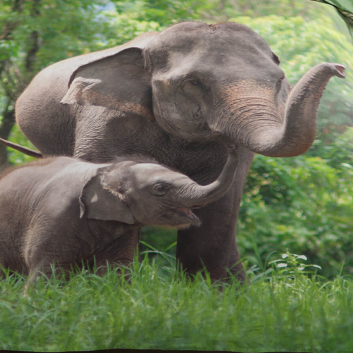 bettwaesche bettgarnitur tiere elefanten tiermotiv wende