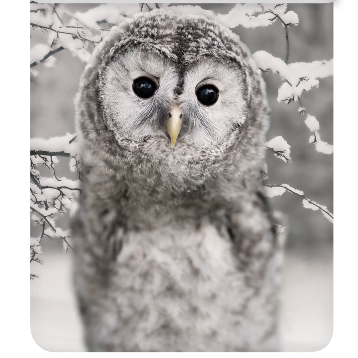 bettgarnitur eule schnee winter vogel nachtschwaermer flanell