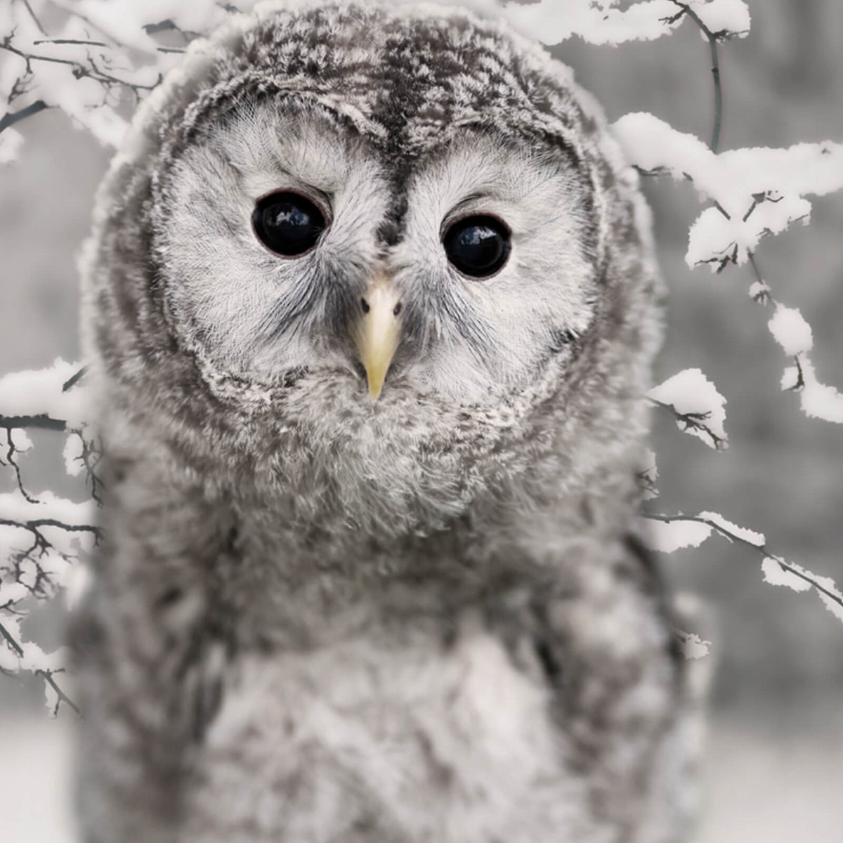 bettgarnitur eule schnee winter vogel nachtschwaermer flanell