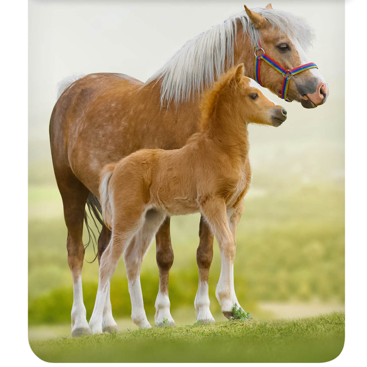 bettwaesche pferd baby blumen baumwolle renforcé