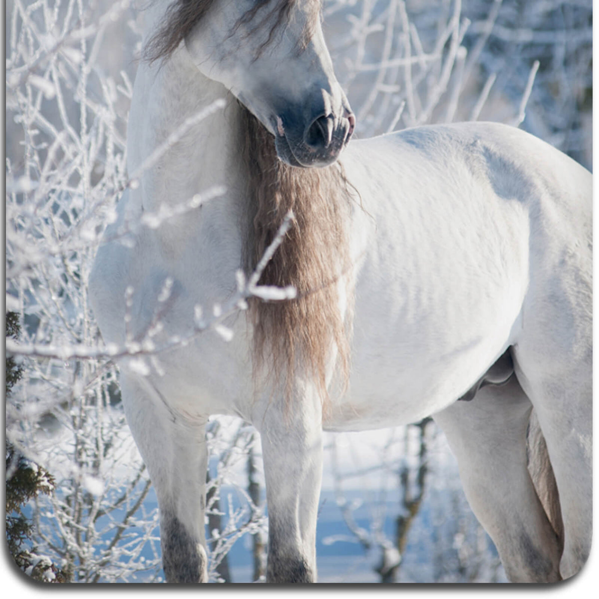 bettwaesche pferd schnee landschaft