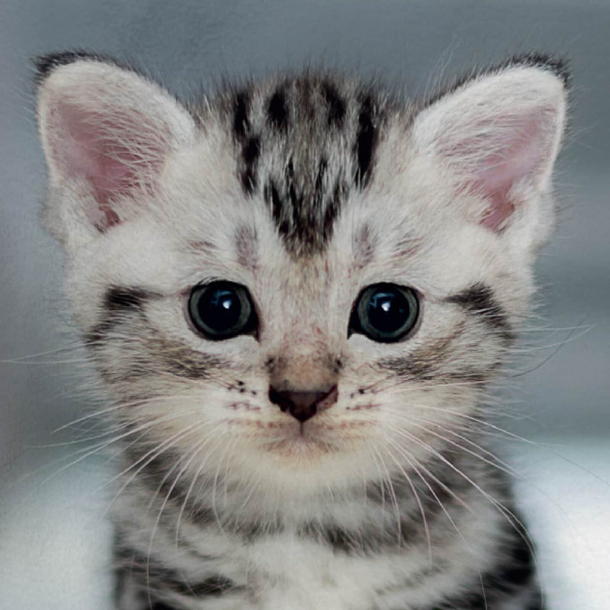 strandlaken handtuch liegetuch tiermotiv katze