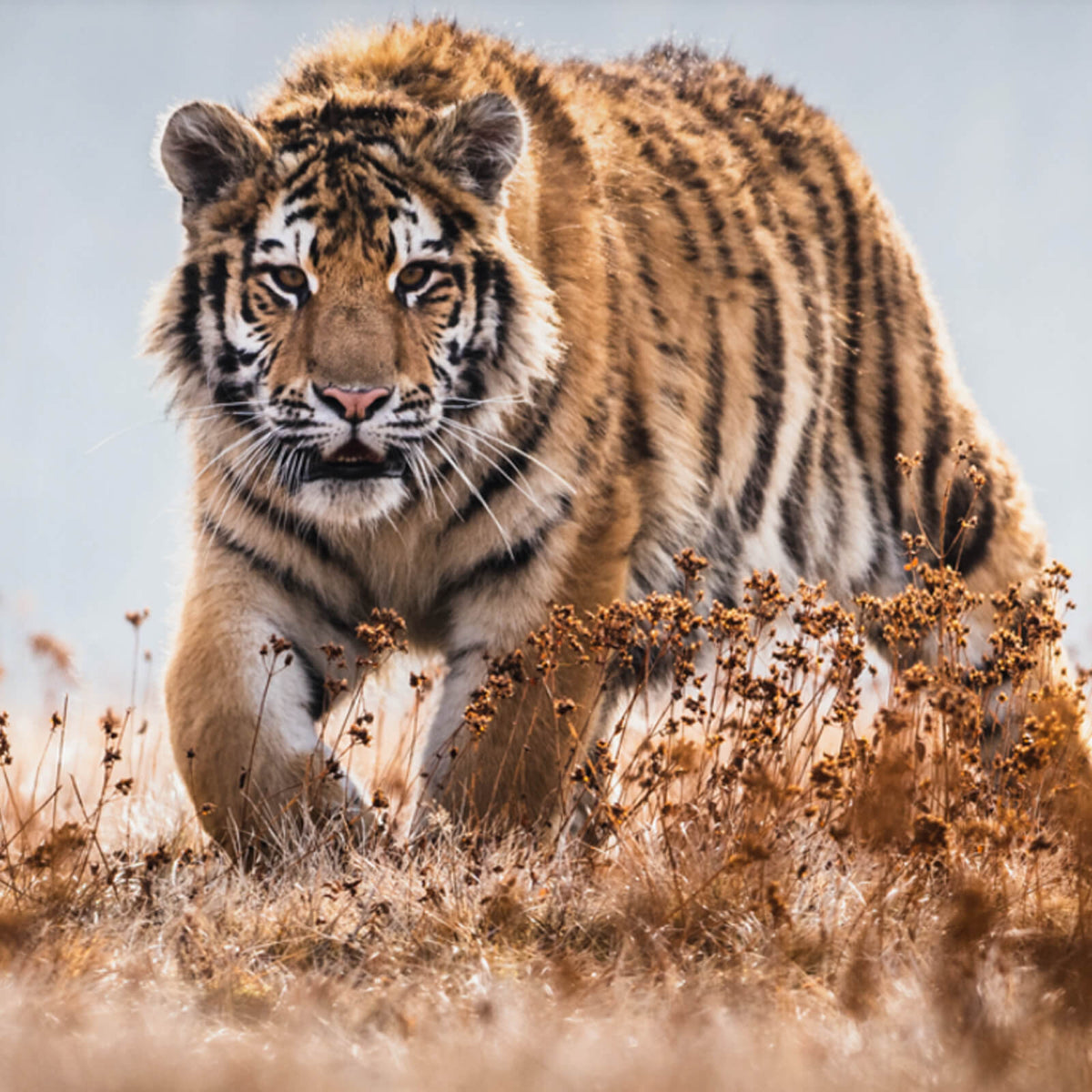 bettwaesche raubtier tiger steppe wildnis
