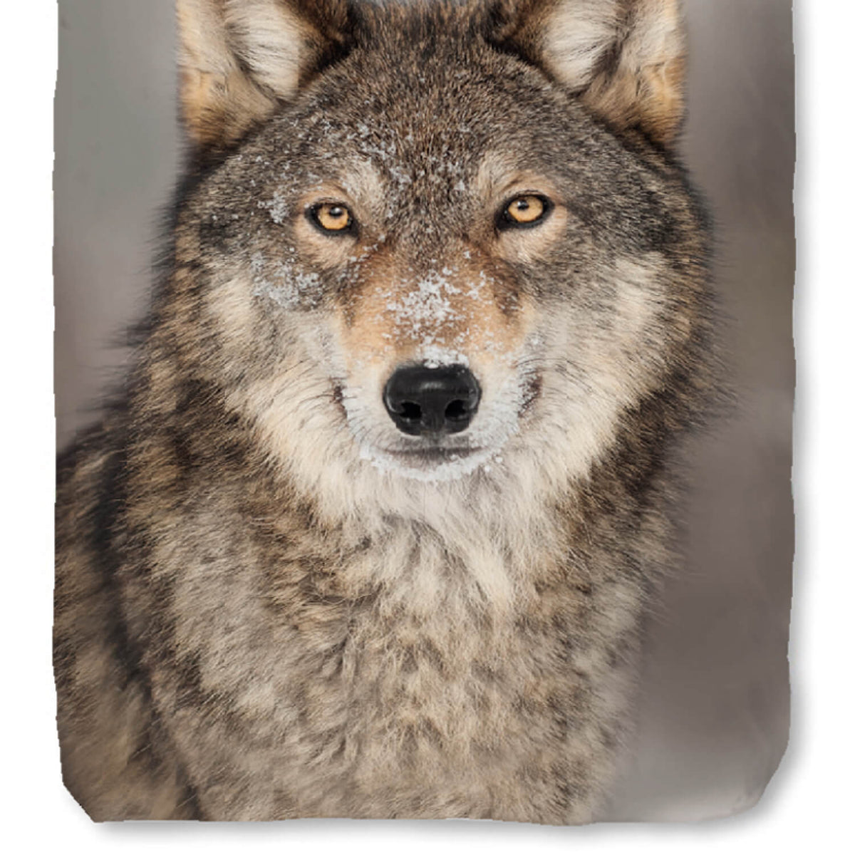 bettwaesche wolf schnee winter raubtier wild
