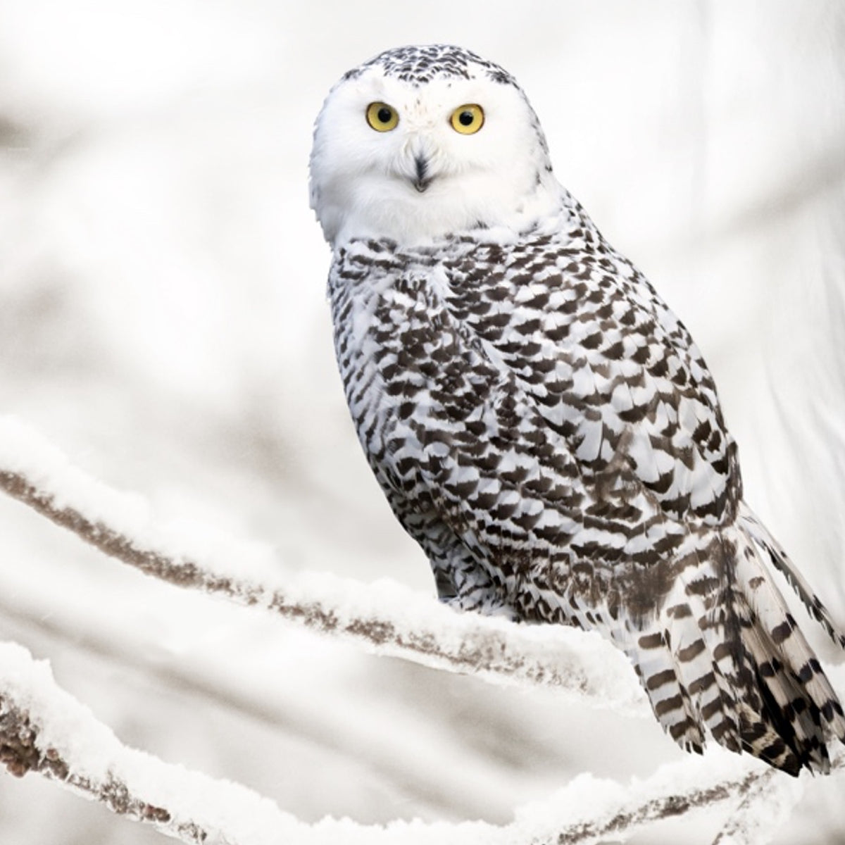 Good Morning Bettwäsche 6221 Winter Vereist Äste
