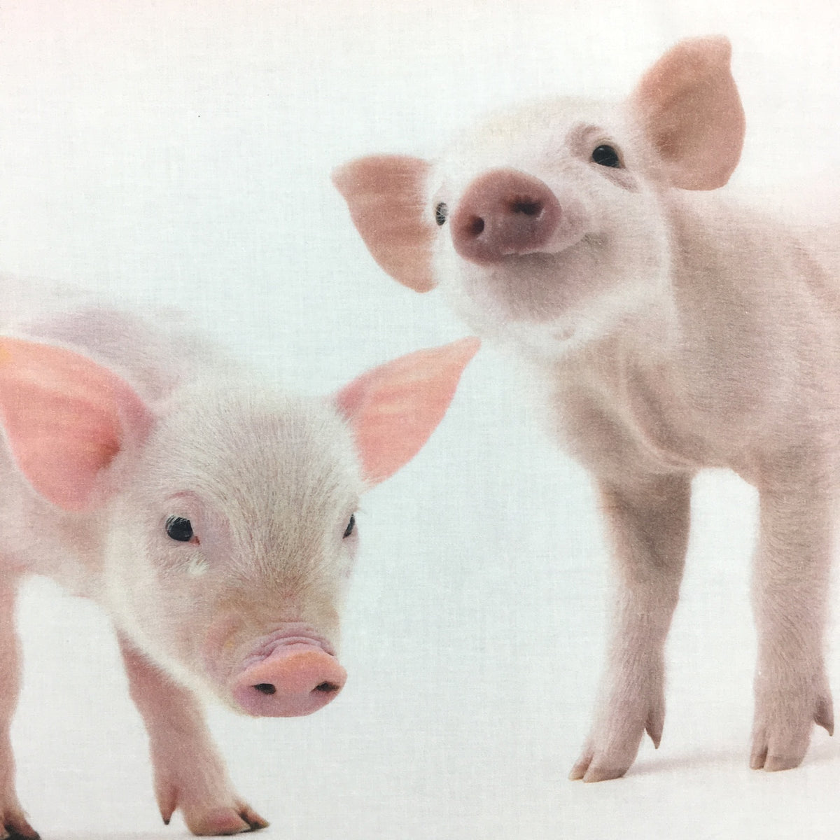 Schwanberg Bettwäsche Piggy Schweinchen Ferkel Sau Eber