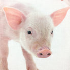 Schwanberg Bettwäsche Piggy Schweinchen Ferkel Sau Eber