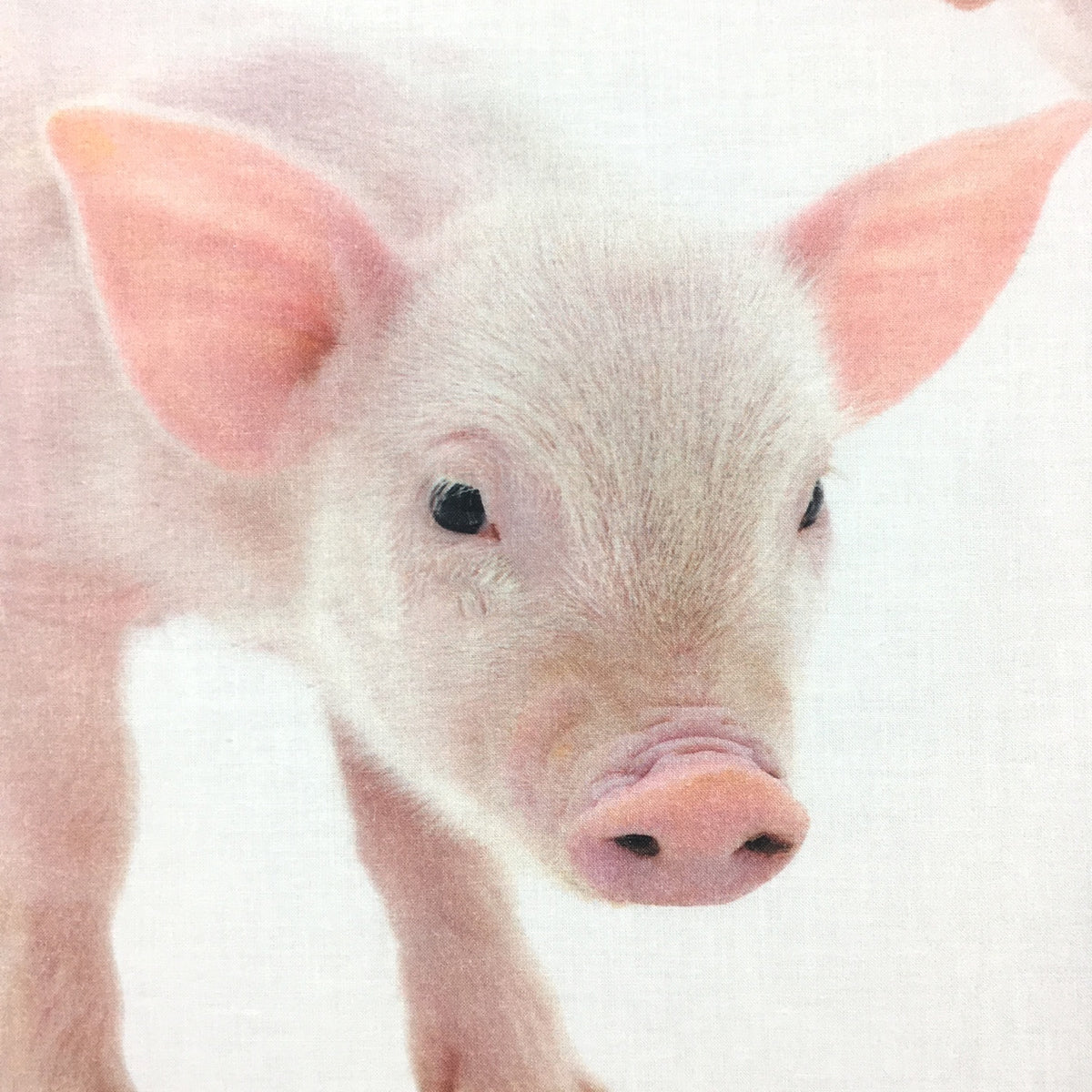 Schwanberg Bettwäsche Piggy Schweinchen Ferkel Sau Eber