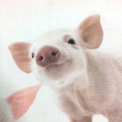 Schwanberg Bettwäsche Piggy Schweinchen Ferkel Sau Eber