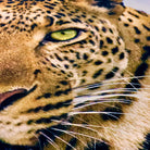 Schwanberg Bettwäsche Leopard Bunt Wildkatze Wildnis Baum Pfoten gepunktet Punkte Renforcé