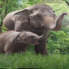 bettwaesche bettgarnitur tiere elefanten tiermotiv wende