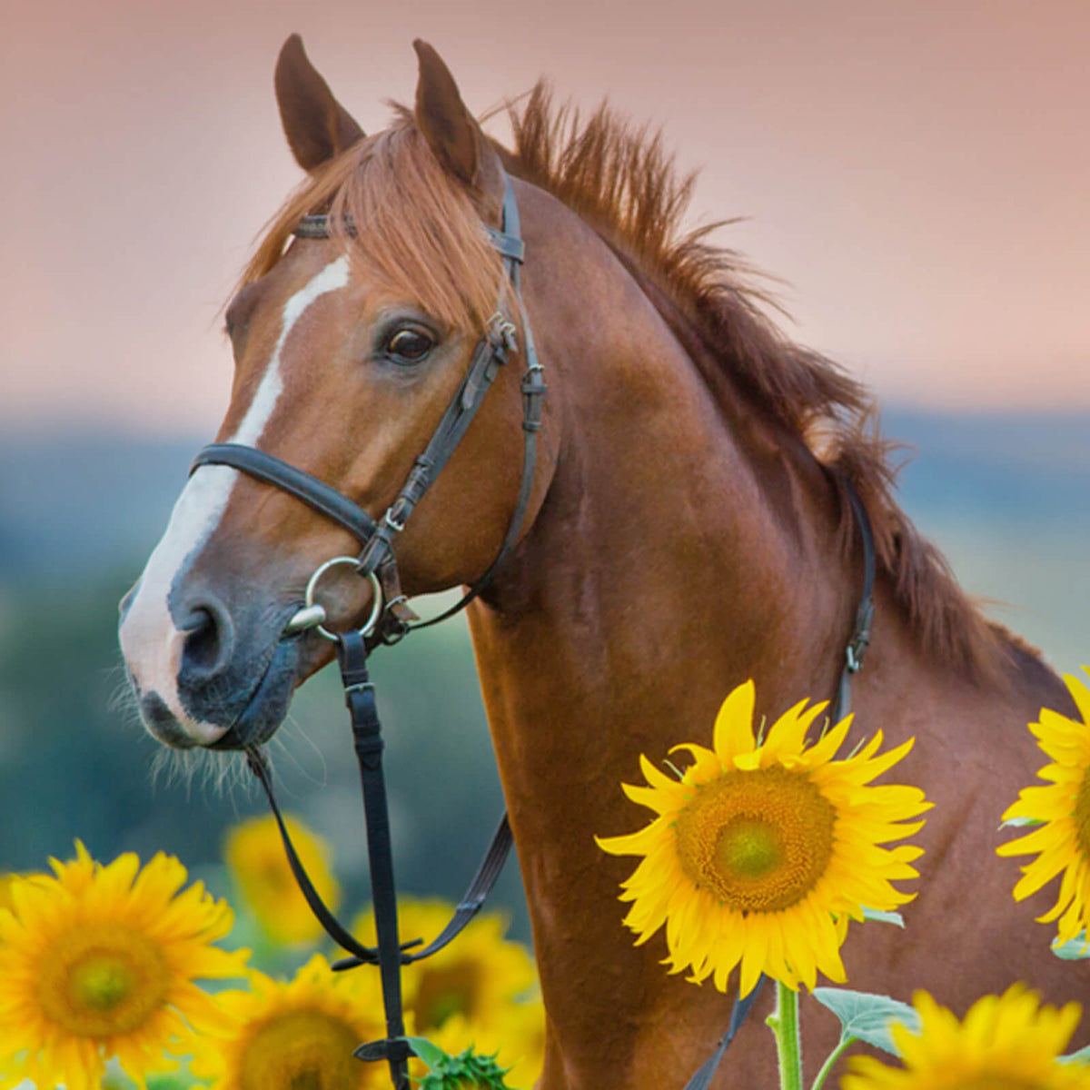 bettwaesche bettgarnitur pferd sonnenblumen espico
