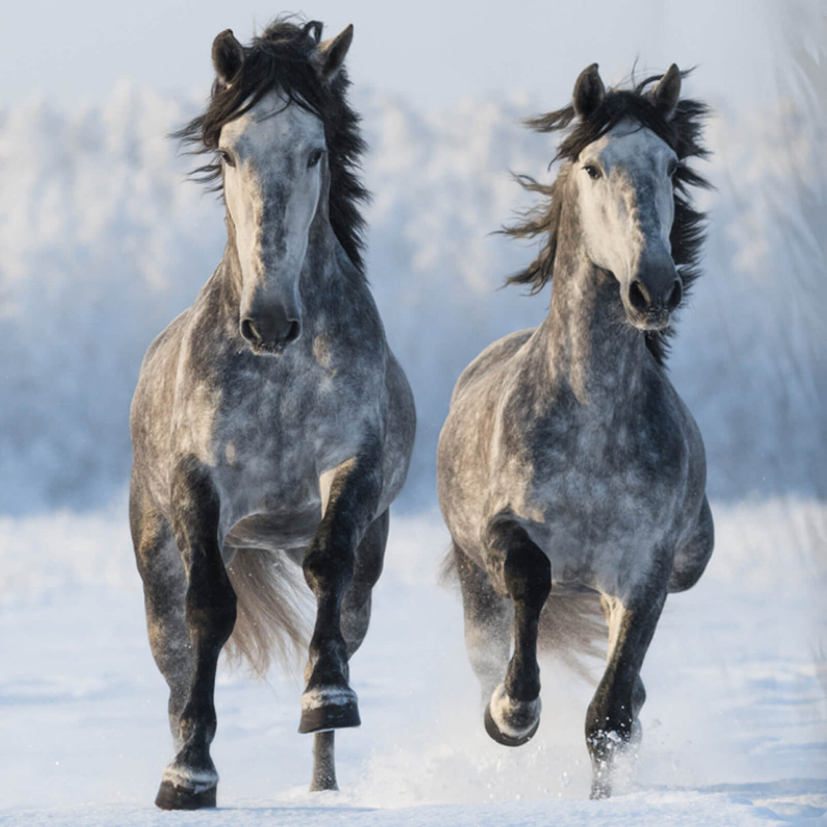 bettwaesche schneepferde wildnis grau flanell