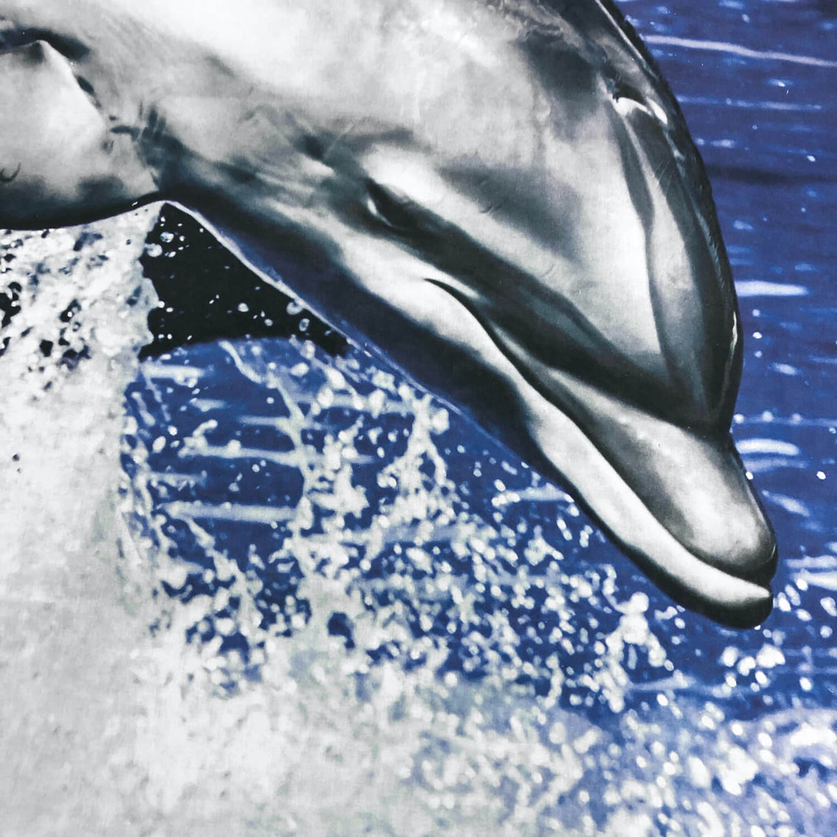 delphin delfin bettwaesche meer ozean fisch