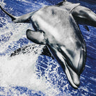delphin delfin bettwaesche meer ozean fisch