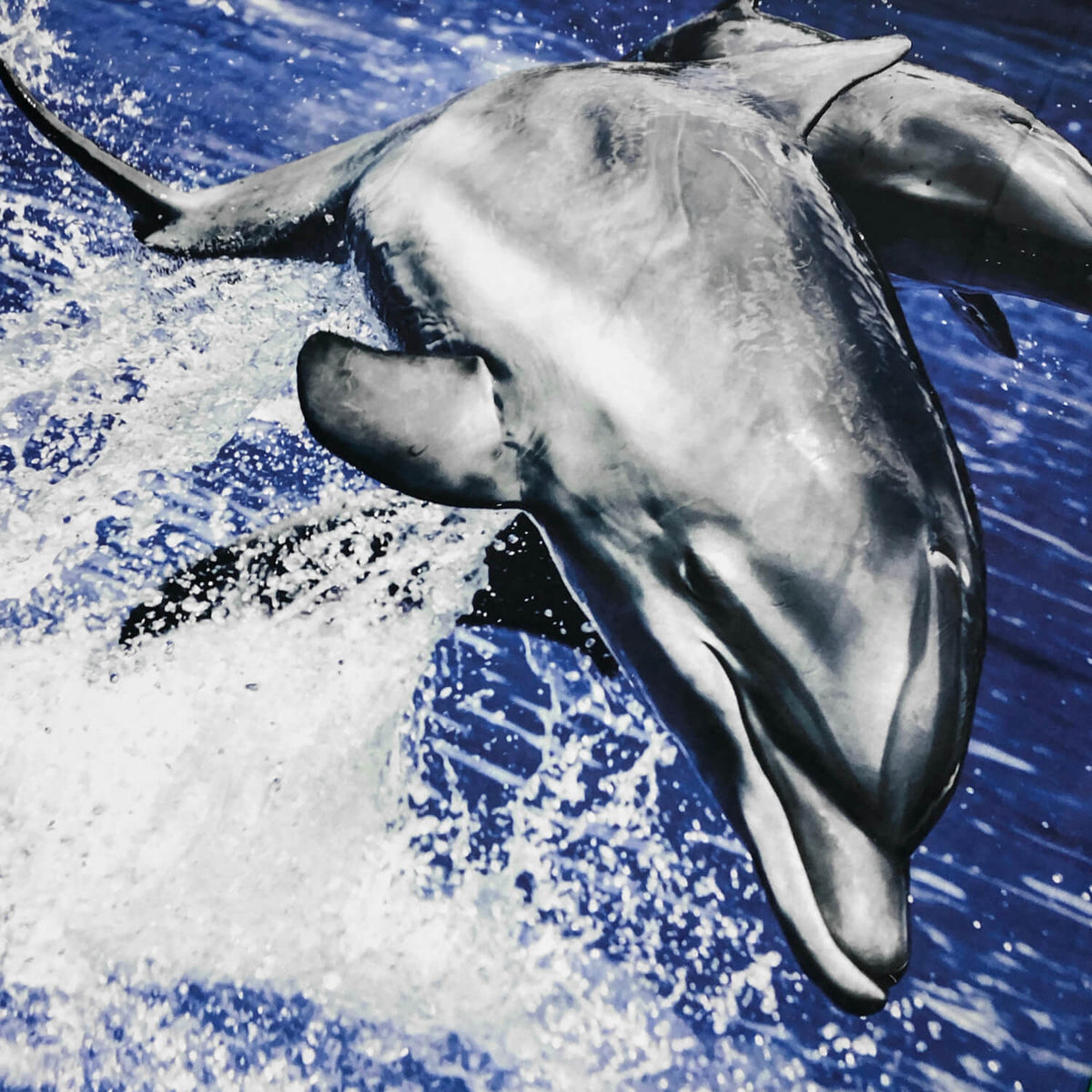 delphin delfin bettwaesche meer ozean fisch