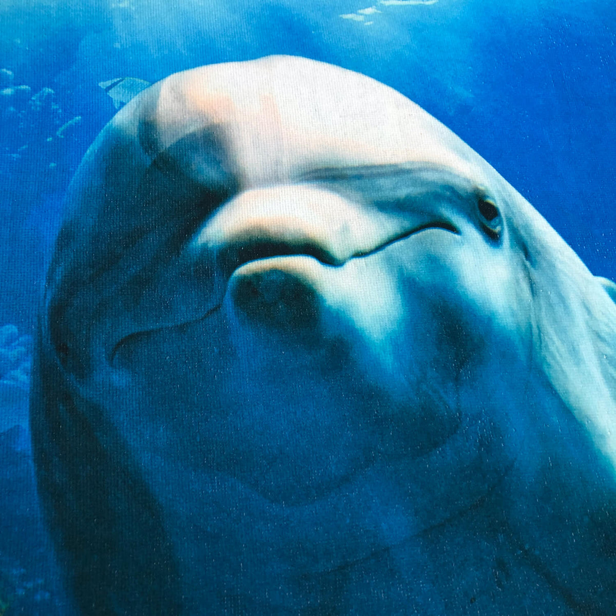 strandlaken badetuch delfin ozean fisch