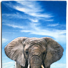 strandlaken elephant espico afrika ruessel