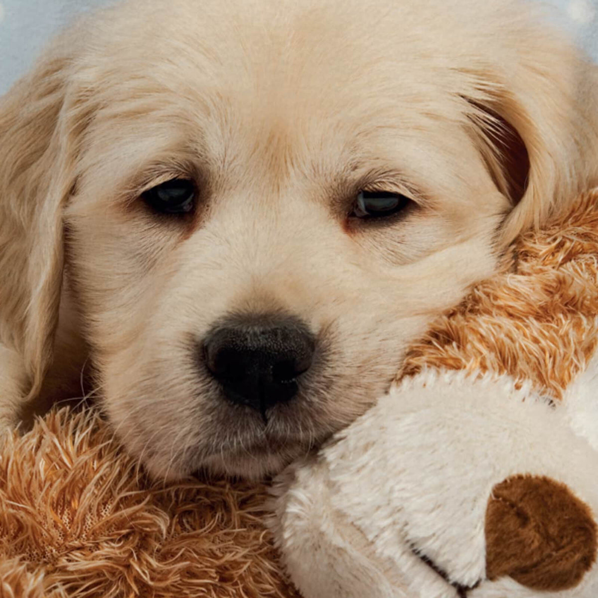 strandlaken handtuch liegetuch tiermotiv hund