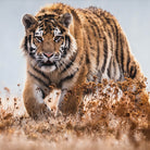 bettwaesche raubtier tiger steppe wildnis